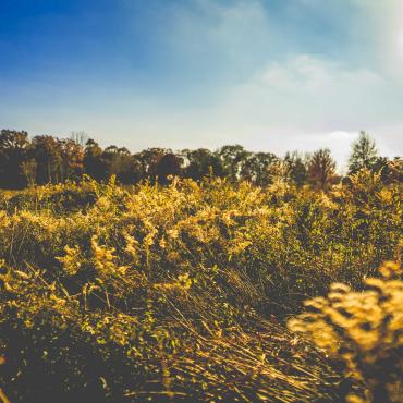 Forestry image in sunshine